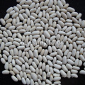 Exporter des haricots blancs chinois standard